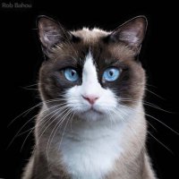 А я считаю, что самые красивые глаза у той кошки, которая живёт у тебя дома...