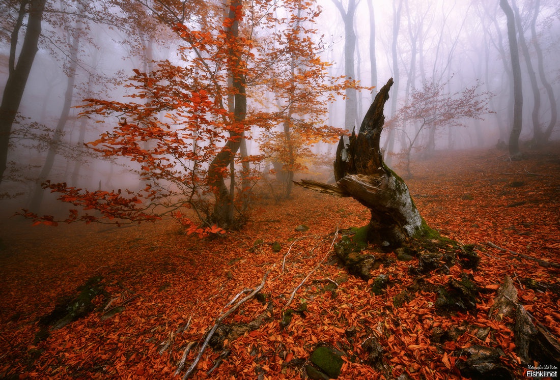 Из солянки от 24.02.2016