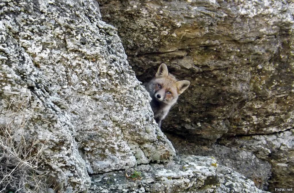 Из солянки от 24.02.2016