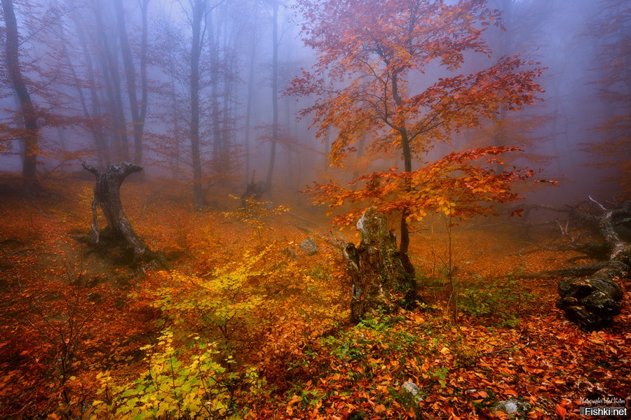 Из солянки от 24.02.2016