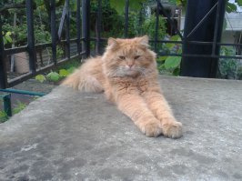 Рыжий на моего похож.