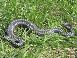 На даче постоянно с гадюками сталкиваюсь, когда по грибы хожу.
Или просто на реку искупаться.
Их полно в северной части М.О., в частности Дмитровском районе.