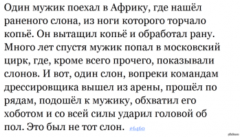 Леопард, спрятавшийся на дереве