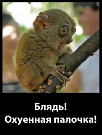 прикольный зверёк...