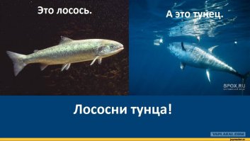 Выставка : Охота и рыболовство 2016