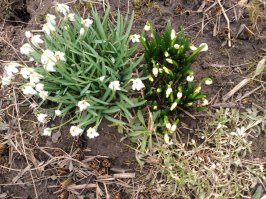 Красная книга России