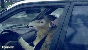 Пьяная девушка протаранила 17 машин