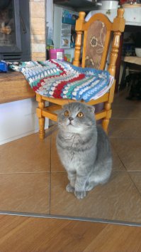 Тот самый милаха год спустя:) ленивый попрошайка:) Ему лень отойти от своего стульчика. На котором, к стати, он уже не помещается. Пришлось "лежбище" продлить на каминную полку. А вообще, прикольный котяра, иногда, от скуки, может мышку принести:)