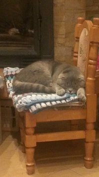 Тот самый милаха год спустя:) ленивый попрошайка:) Ему лень отойти от своего стульчика. На котором, к стати, он уже не помещается. Пришлось "лежбище" продлить на каминную полку. А вообще, прикольный котяра, иногда, от скуки, может мышку принести:)