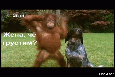 Из солянки от 25.02.2016