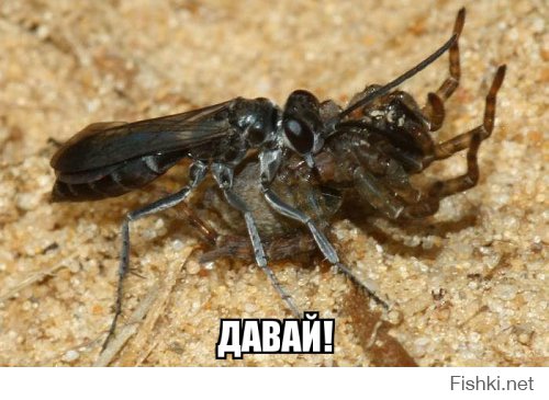 Из солянки от 25.02.2016