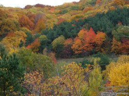 Лес в Базарном Карабулаке