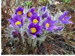 Я думал, что сон-трава только такие!