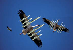 просто птички