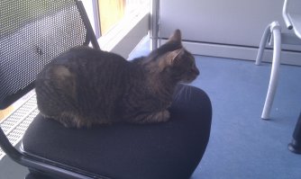 У меня в институте тоже есть студенческий кот -) На лекции заходит, по всему зданию бегает, подкармливают. Сейчас на рекламе студенческого радио отсвечивает -)