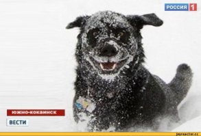 Вот как надо радоваться первому снегу