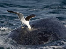 Эти и кита склюют)