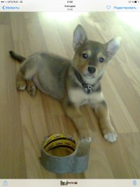 А фотки взрослого хде? Мы с супругой брали из приюта, маленький такой, комок шерсти, а потом комок вырос:)