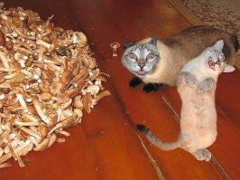 Дорвались, как Мартын до мыла!