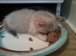 Дорвались, как Мартын до мыла!