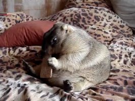 Дорвались, как Мартын до мыла!