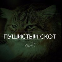 Котострофа