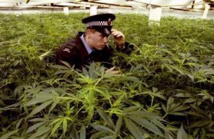 Контрабандист погиб при попытке перевезти полтонны марихуаны