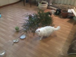 Елка и 15 минут не простояла.Мой кот Миша завалил её.Хорошо,хоть я нарядить её не успел.