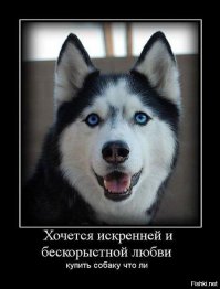 Собакам приходится сложнее, чем все думают 