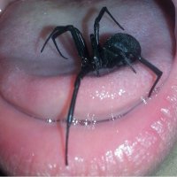 некоторые пауки делают удивительную паутину!