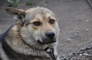 тоже прибился когда-то у мужа на работе: