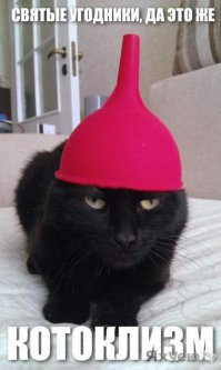 Котострофа