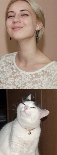 Котострофа