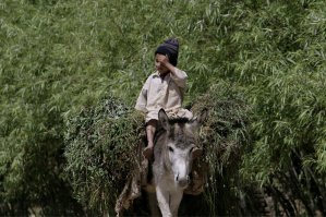 Свежая подборка автоприколов