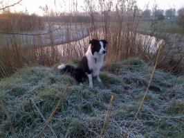 А вот это мой. Ему 8 месяцев недавно стукнуло. Моя мама удивляеться: Вы с ним разговариваете, как с человеком. А мы это уже даже не замечаем. Несколько команд он понимает на двух языках. Я оставил его в комнате с дочкой, а сам вышел и давал команды. Несложные. Всё сделал.