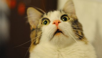  Техника приманивания Альфа-Центаврианского самца