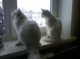 вот так и со всяким. кого отдаешь. у меня хотели взять котенка. я сначала согласилась  но потом передумала. очень уж мама моя его любила и мама- кошка по нему просто с ума сходила: все за ним бегала. а потом мне рассказали, что у тех кто хотел взять котенка 3 здоровенных собаки и те постоянно давят всех кошек. сынок с мамой смотрят на кормушку с птицами