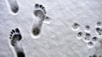 Судя по тексту в России это абсолютная норма.