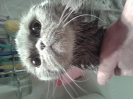 Водные процедуры друзей наших меньших!