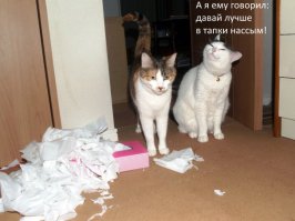 Котострофа