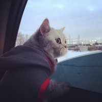 Мой:)
Моби
