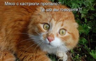 Это единственный в мире кот, который официально признан студентом