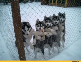 Собакам приходится сложнее, чем все думают 