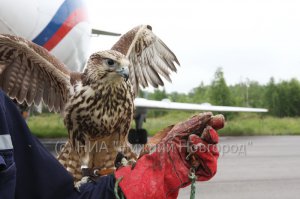 Иногда заводят соколов. Эффективно очень.