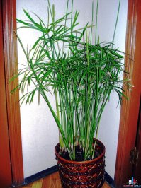 Никак... у меня выжило только то что им не по вкусу пришлось.. все остальное почило в бозе... а так попробуйте цеперус посадить(типа папоротник) , растет быстро, напоминают его листья тимофеевку - коты хорошо шерсть после него срыгивают, и неприхотлив