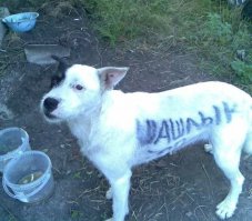 Оригинальный рецепт шашлыка в банке, без мангала и углей 