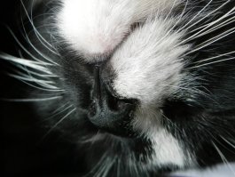 Кошачий круче :))