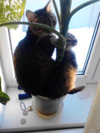 Коты-флористы