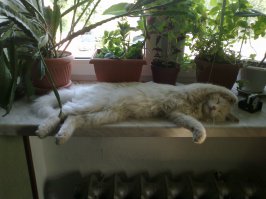 Коты-флористы