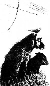 Читайте "Город" Клиффорда Саймака. Там все ответы.